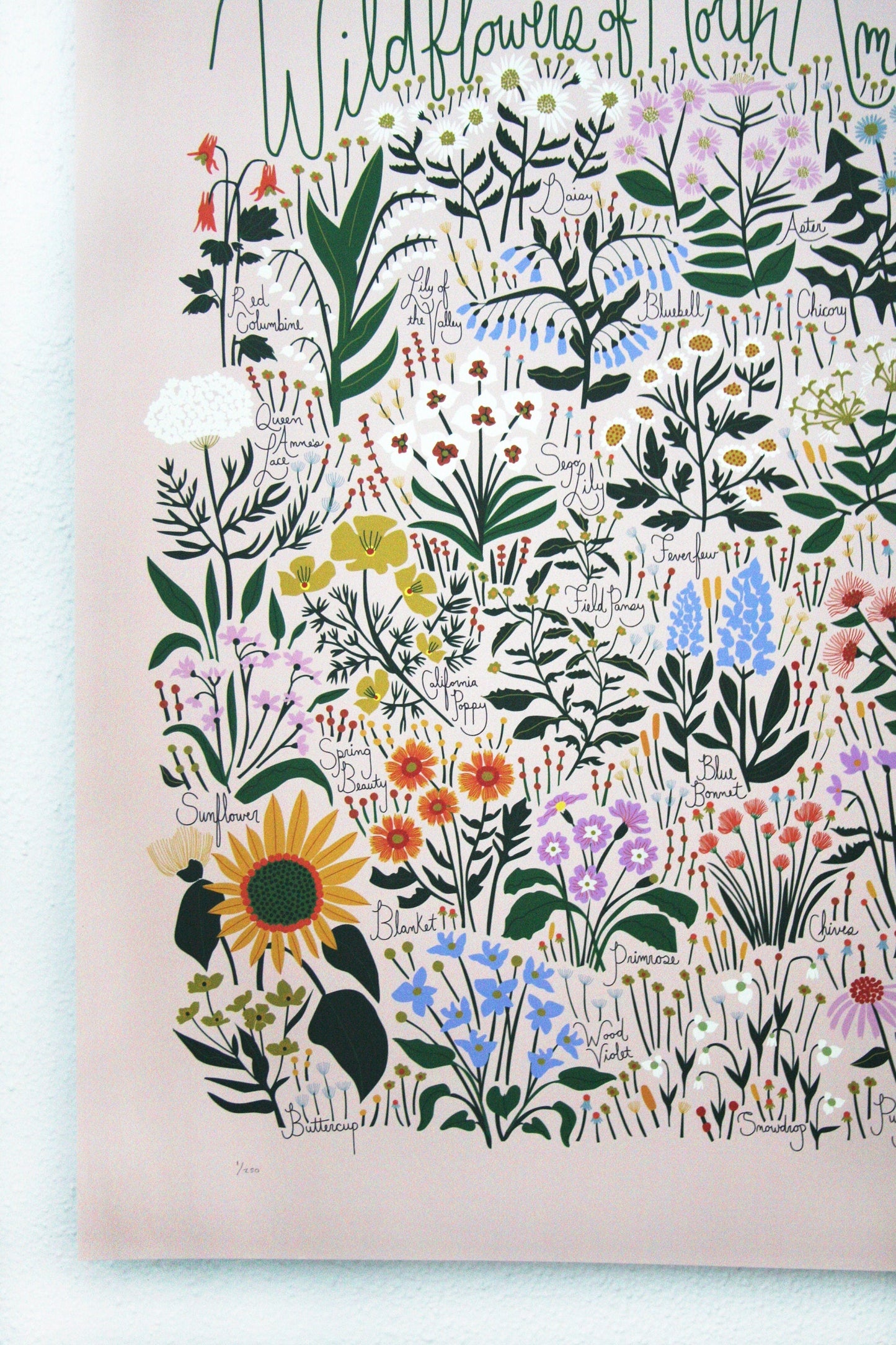 Wildflowers of North America Poster Blush vendor-unknown