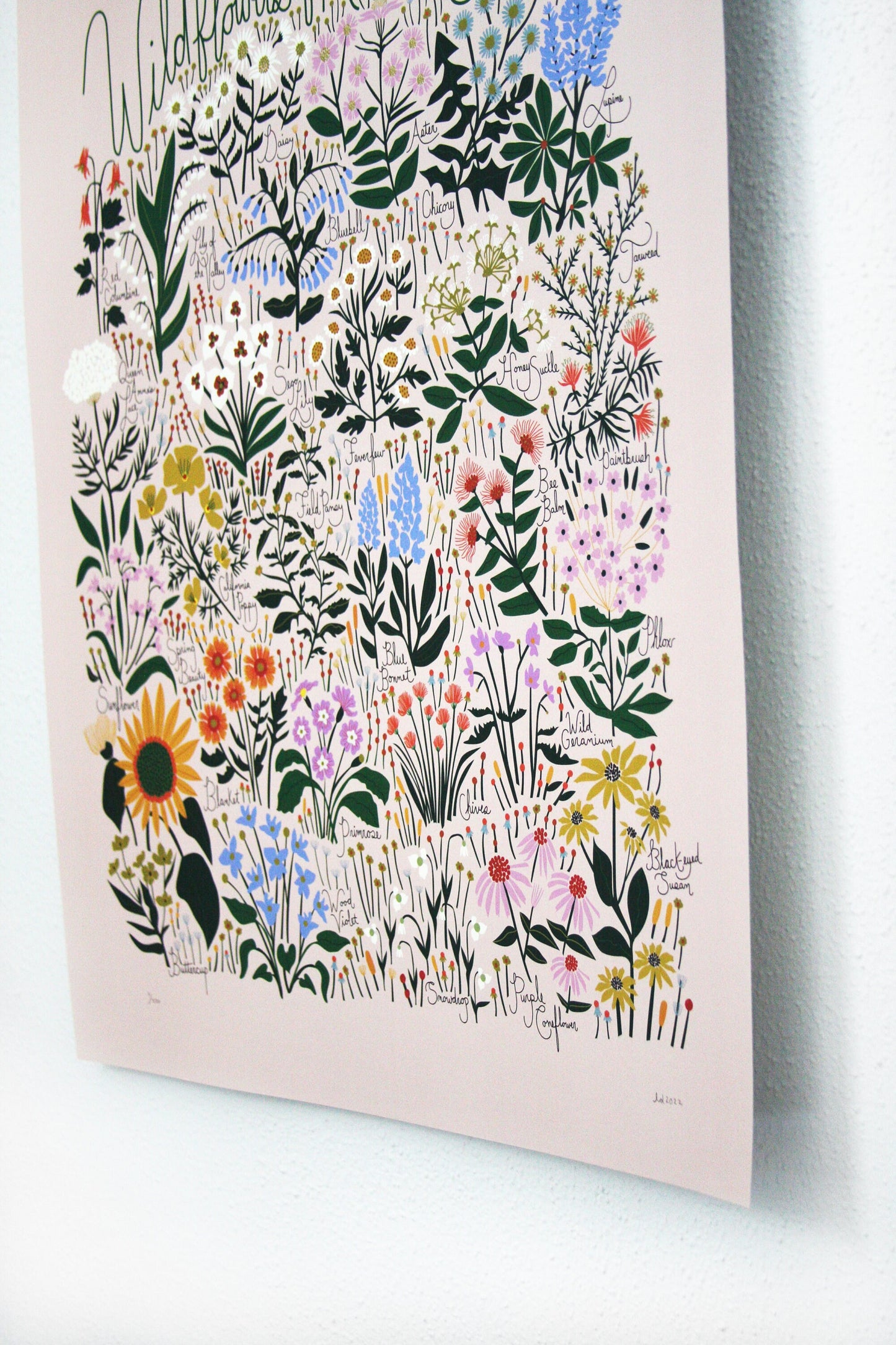 Wildflowers of North America Poster Blush